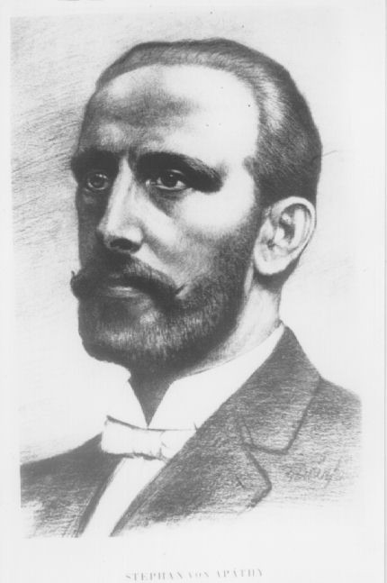 Apáthy István, ifj.
